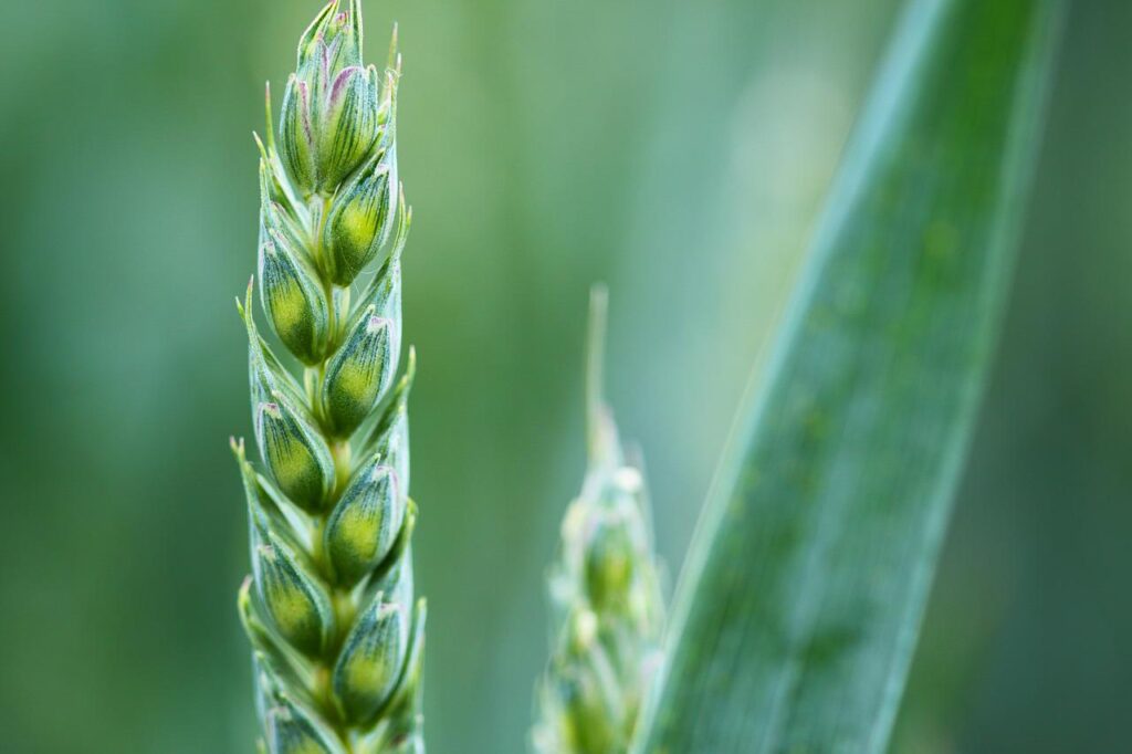 crop, wheat, field-2229.jpg