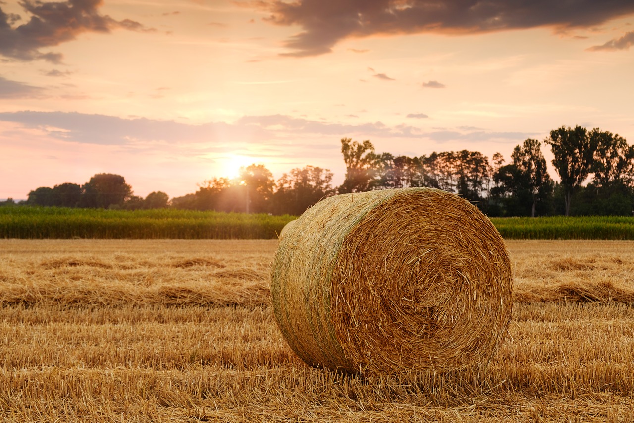 field, hay bale, sunset-3521063.jpg