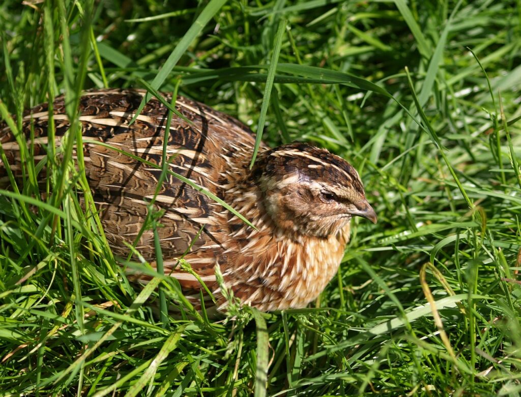 quail, bird, feathers-354040.jpg