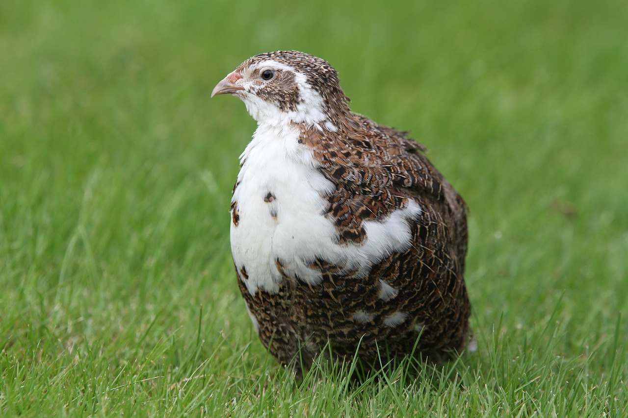 quail, chicken bird, patched-4620594.jpg